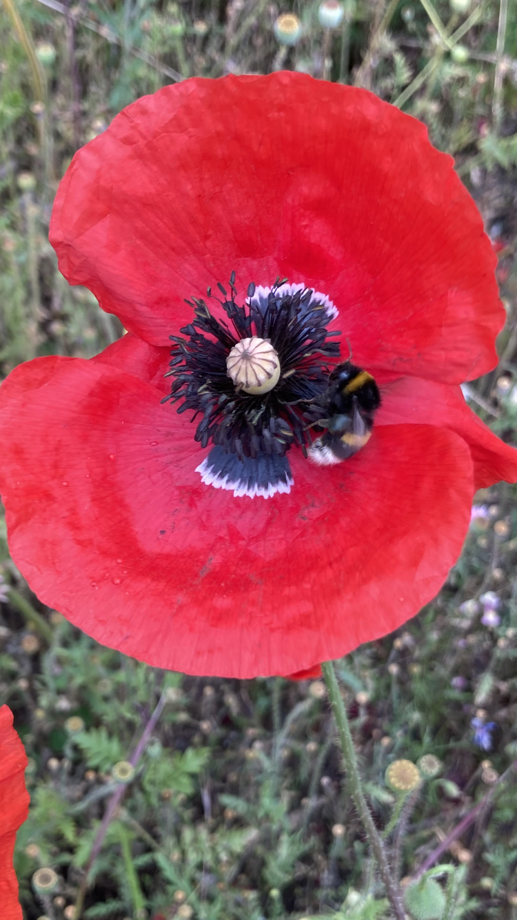 Mw. vd Steen-Hommel