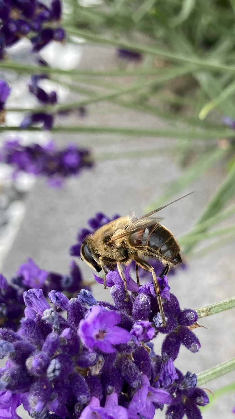 Honey Bee